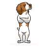 Chien Épagneul breton Têtu