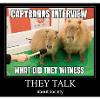 Capybara Interview meme