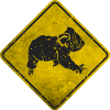 koala