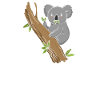 Koala Koalabär