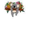 Koala Koalabär