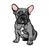 Bulldog français | French Bulldog
