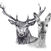 Deer and doe