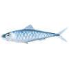 Painted fish