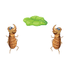 Animals Insects Crawling animals