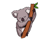 Koala Koala Bear