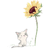Katze mit Sonnenblume