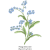 Forget-me-not flowers