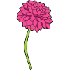 Dahlias