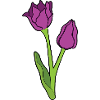 Tulpen