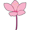 Japanese Cherry Blossom