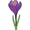 Crocus crocus