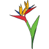 Bird of Paradise Flower