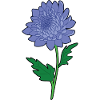Chrysanthemums