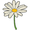 Daisy