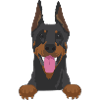 Dobermann Hund - Dobermann