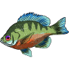 BlueGill Fish Rainbow Sunfish