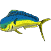 Mahi Mahi Golden Mackerel