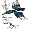 Magpie