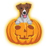 Halloween Jack Russell Terrier