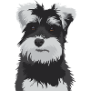 Miniature Schnauzer Dog - Miniature Schnauzer