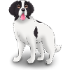 Landseer Dog - Landseer