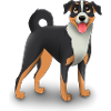 Appenzeller Sennenhund Dog Appenzeller Sennenhund