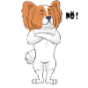 Papillon Hund - Papillon