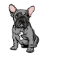 French Bulldog | French Bulldog