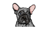 French Bulldog | French Bulldog