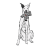 Galgo Espanol
