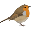Rotkehlchen Vogel Vogelfreund Vogelbeobachter
