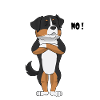 Berner Sennenhund Lustig - Berner Sennenhund