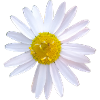 Gänseblümchen
