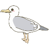 Gull