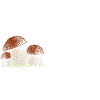 Pilzflüsterer