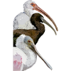 Ibis and spatula