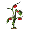 Tomate
