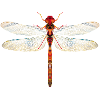 Libelle farbenfroh
