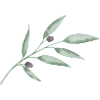 Olive Branch