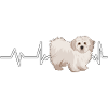 Maltese Heartbeat