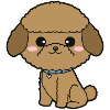 Toy Poodle