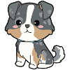 Australian Shepherd