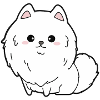 Dwarf spitz