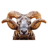 bélier
