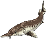 Sturgeon Stör illustrated
