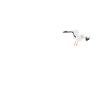 Kackt gerade ein Vogel