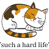 cat quote