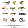 Amphibians & Reptiles of Europe