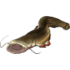 Wels Catfish Illustration Waller